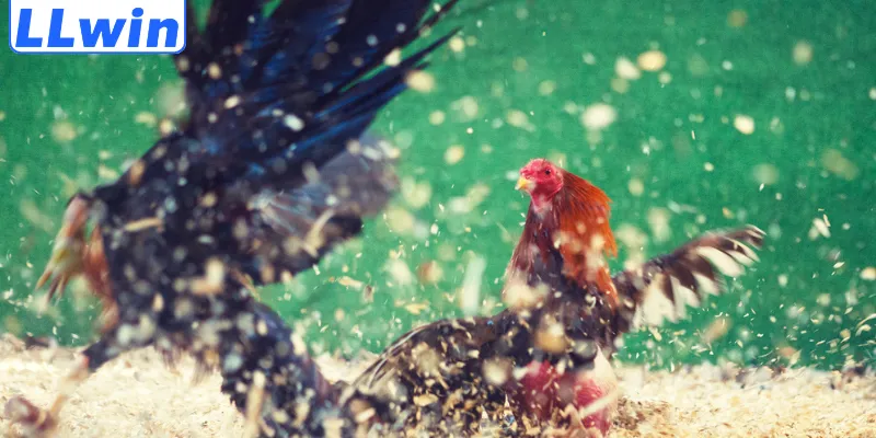 Các trận đấu đá gà hấp dẫn