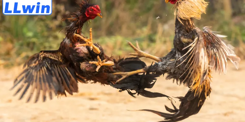 Đá gà là trò chơi hấp dẫn