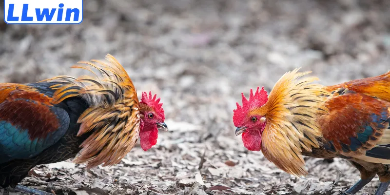 Lý do nên tham gia đá gà